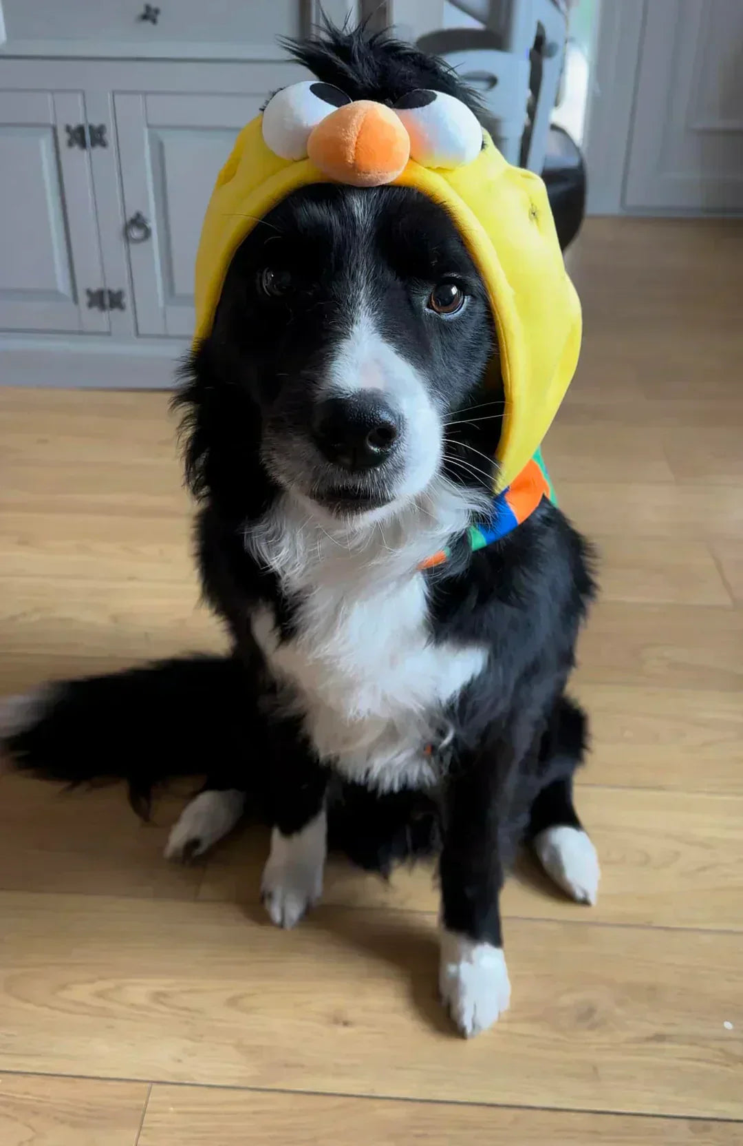 A black and white Border Collie sits on a wooden floor, wearing a yellow novelty hat with an animated bird face on top. The dog looks directly at the camera with an expression of patience and curiosity.