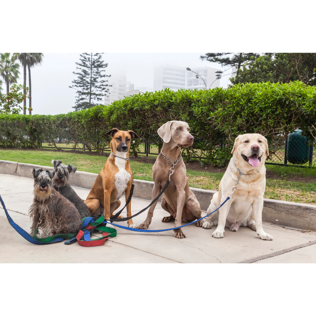 A group of four dogs of different breeds sitting obediently on a paved walkway, leashed together in an outdoor urban park setting.