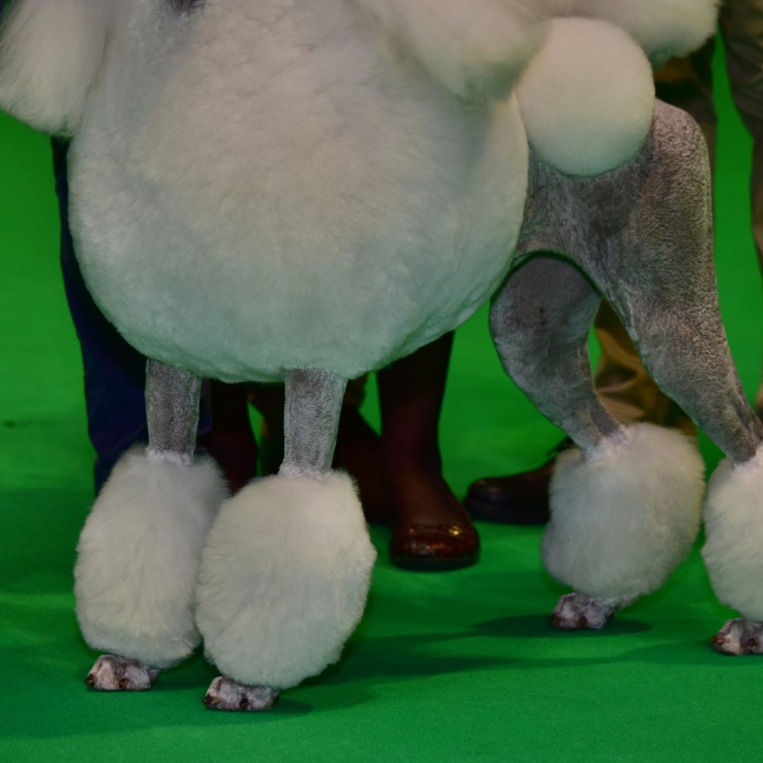 Close up of a well-groomed poodle on a green show floor, featuring a classic show cut with fluffy leg puffs and a pom pom tail.