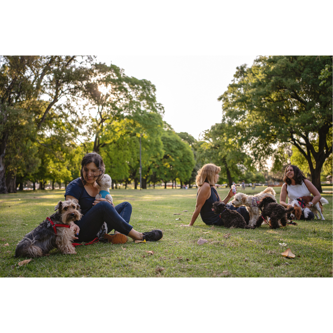A group of pet owners relaxing in a park with their dogs, enjoying the outdoors and socialising in a pet-friendly green space.