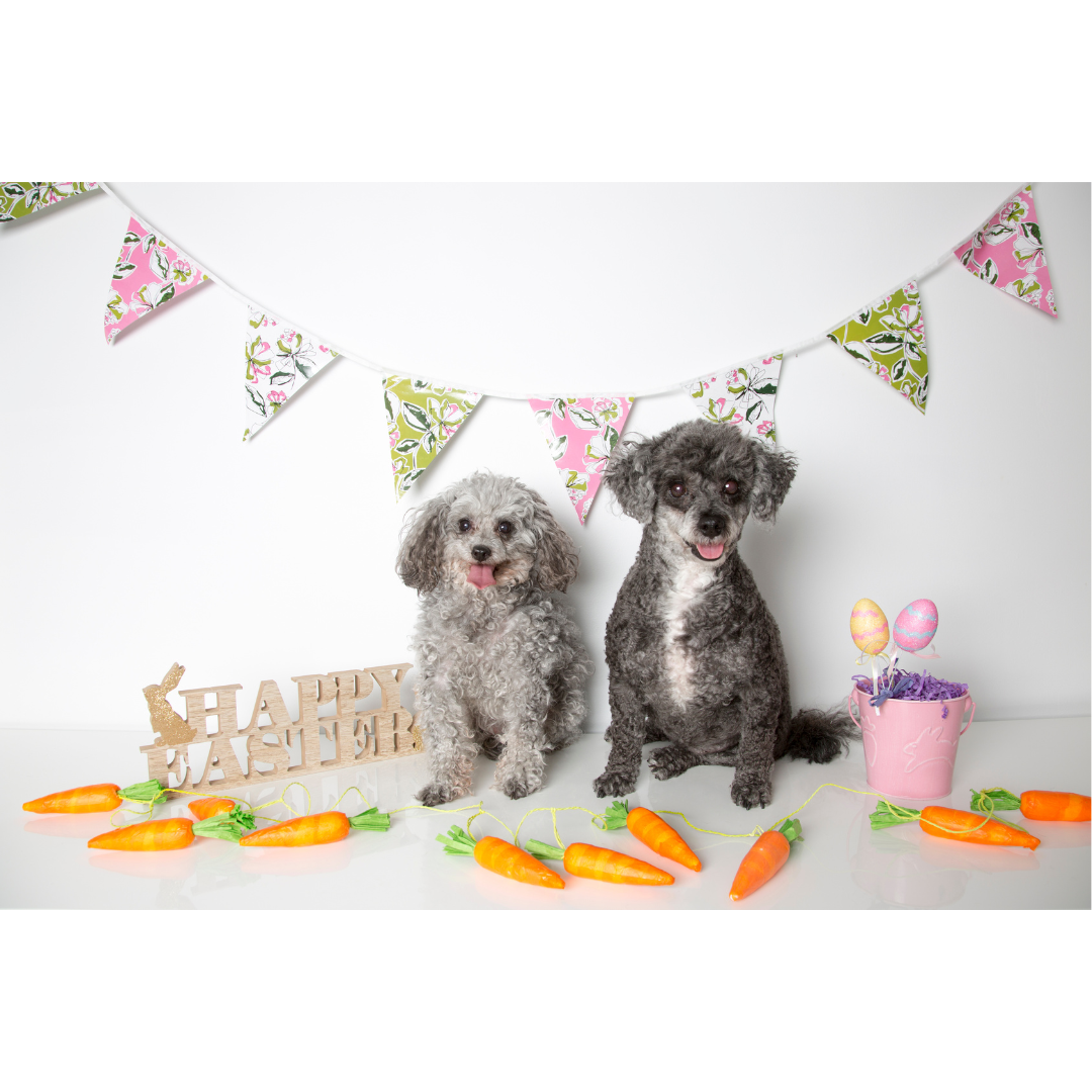 Two fluffy dogs sit in front of an Easter-themed setup with pastel bunting, decorative carrots, and a "Happy Easter" sign.
