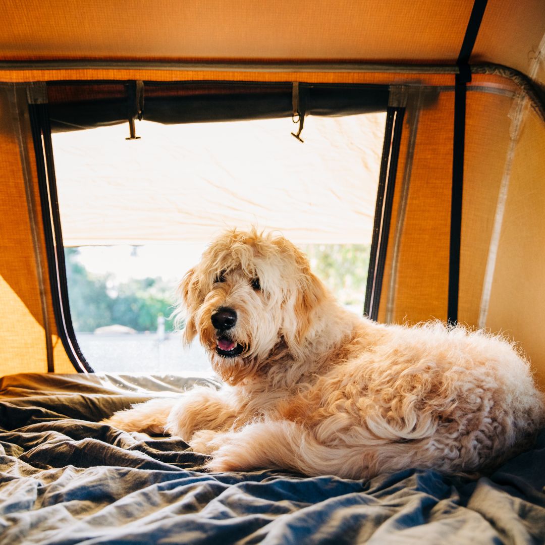 A fluffy dog lounging inside a tent, enjoying a cosy staycation. The open window reveals a scenic outdoor view in the background.