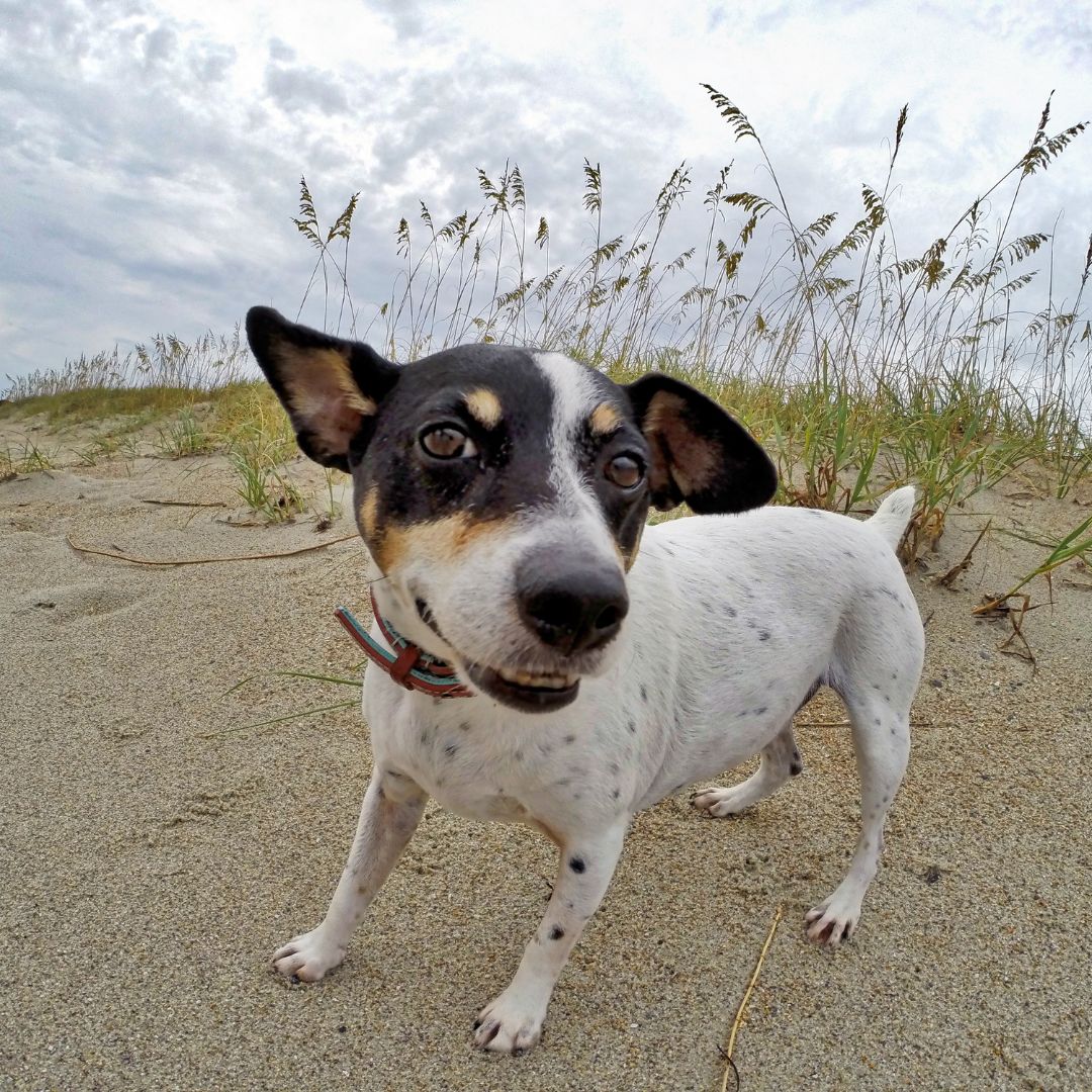 A happy black and white dog poses on a beach with grassy dunes in the background.