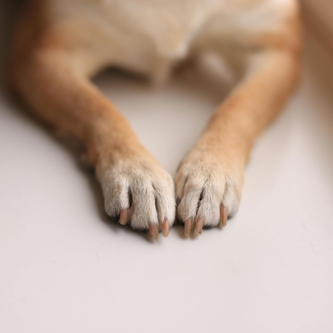 A close-up of a dog's front paws resting on a smooth white surface, with slightly overgrown nails and soft fur.