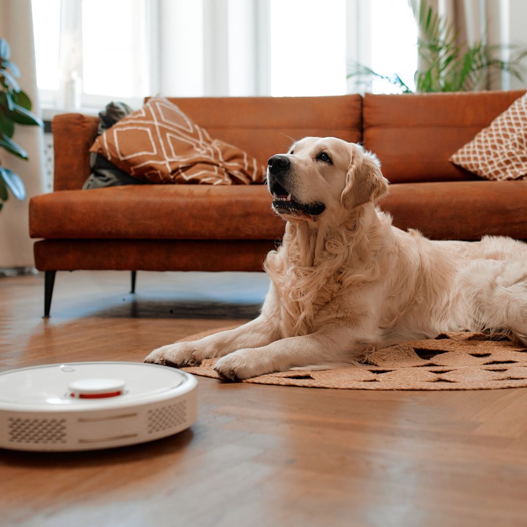 A golden retriever lying on a rug in a cosy living room, attentively watching a white robotic vacuum cleaner moving across the wooden floor. A brown sofa with decorative pillows and houseplants are in the background.