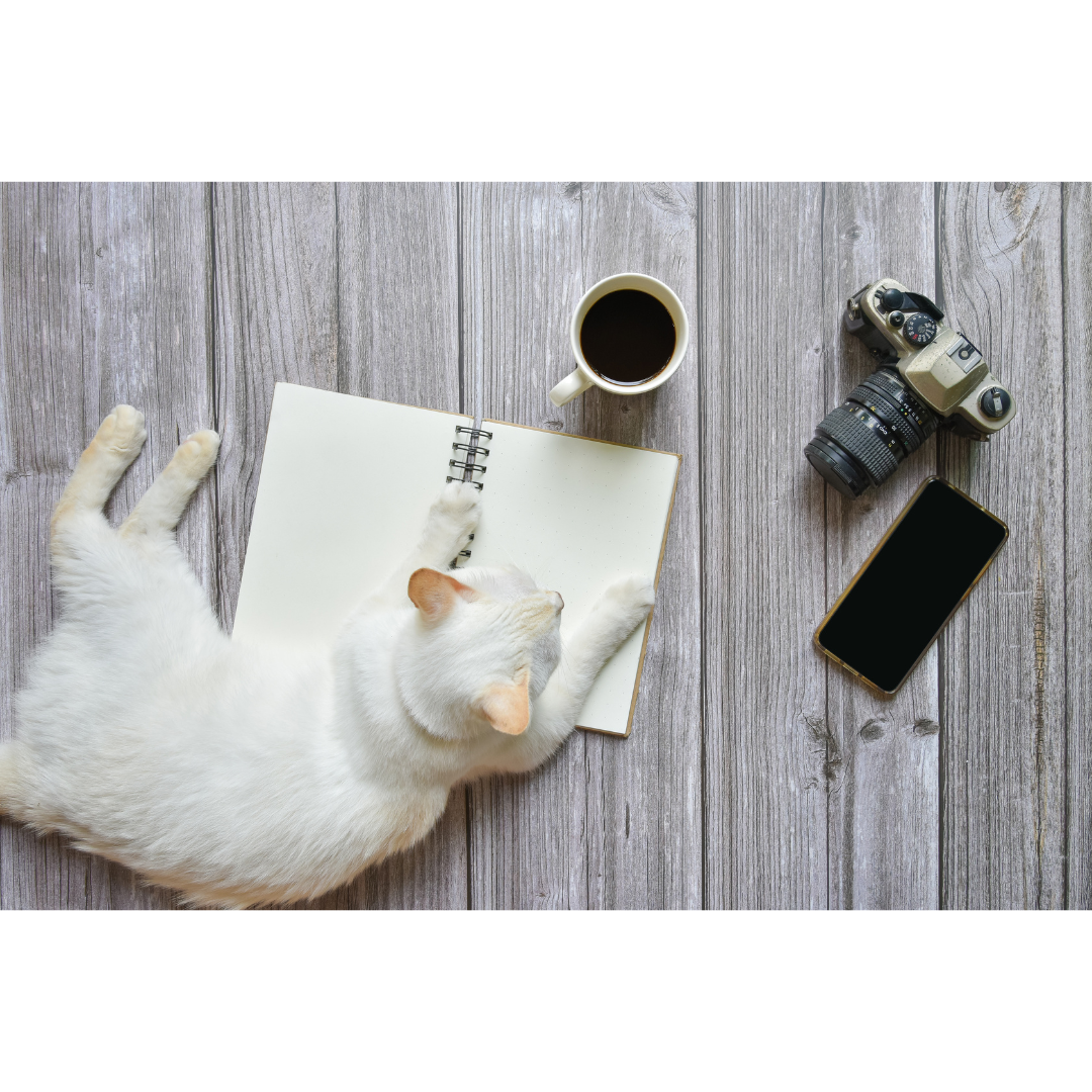 White cat sprawled across an open notebook next to a coffee cup, vintage camera, and phone a creative flat lay representing pet influencer content planning.