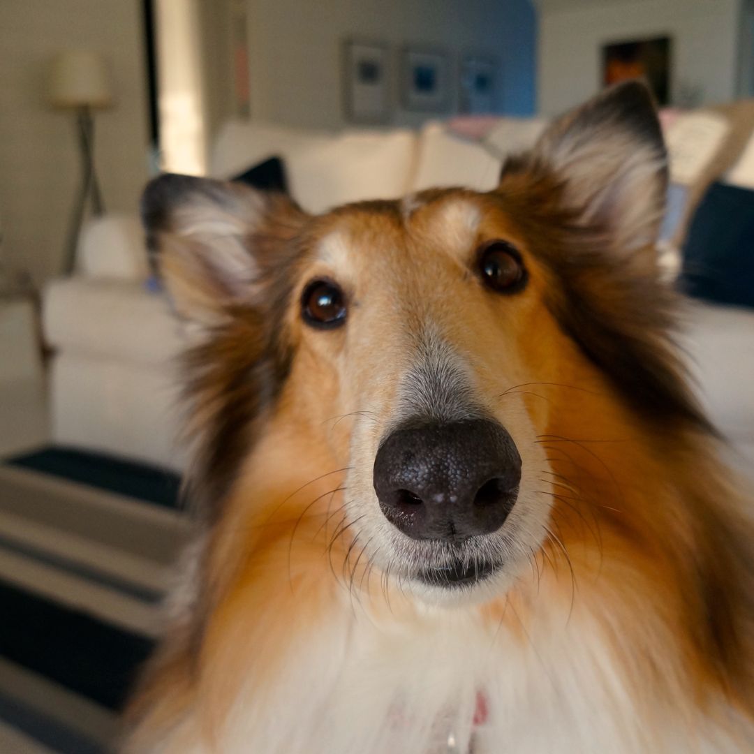 A close-up shot of a Rough Collie dog looking directly into the camera with soft, warm lighting. The background is an inviting home interior with a white sofa and decorative pillows.