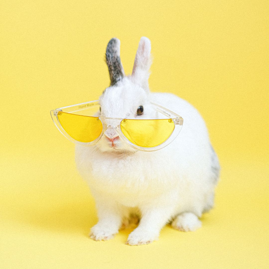 A fluffy white rabbit wearing oversized yellow sunglasses, sitting against a vibrant yellow background, giving off a fun and playful vibe.