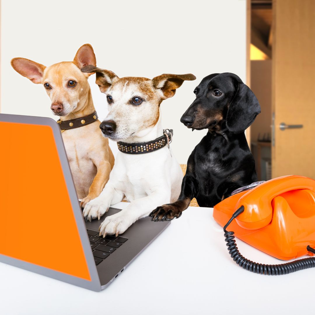 Three dogs, a Chihuahua, a Jack Russell Terrier, and a black Dachshund, sitting at a desk in front of a laptop with an orange screen. An old-fashioned orange rotary telephone is beside them, giving a humorous "dogs at work" vibe.