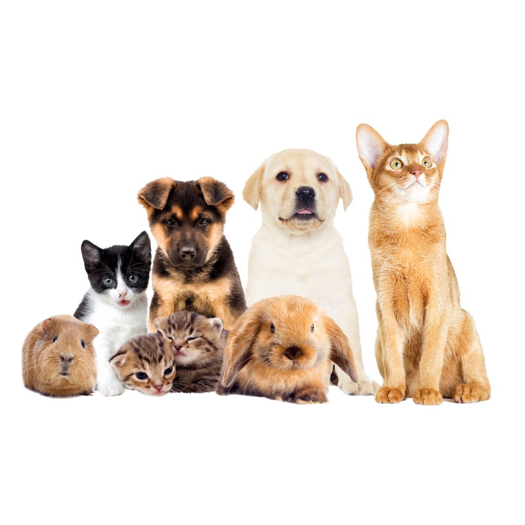 A diverse group of pets, including a Labrador puppy, a German Shepherd puppy, a tabby kitten, a black and white kitten, a rabbit, a guinea pig, and an Abyssinian cat, all sitting together against a white background.