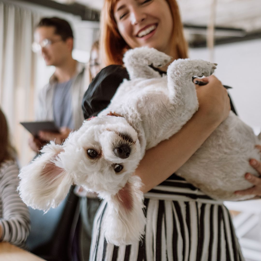 A woman laughing while holding a fluffy white dog upside down in her arms. The dog looks directly at the camera with its ears flopped down. Other people are visible in the background of an indoor setting.