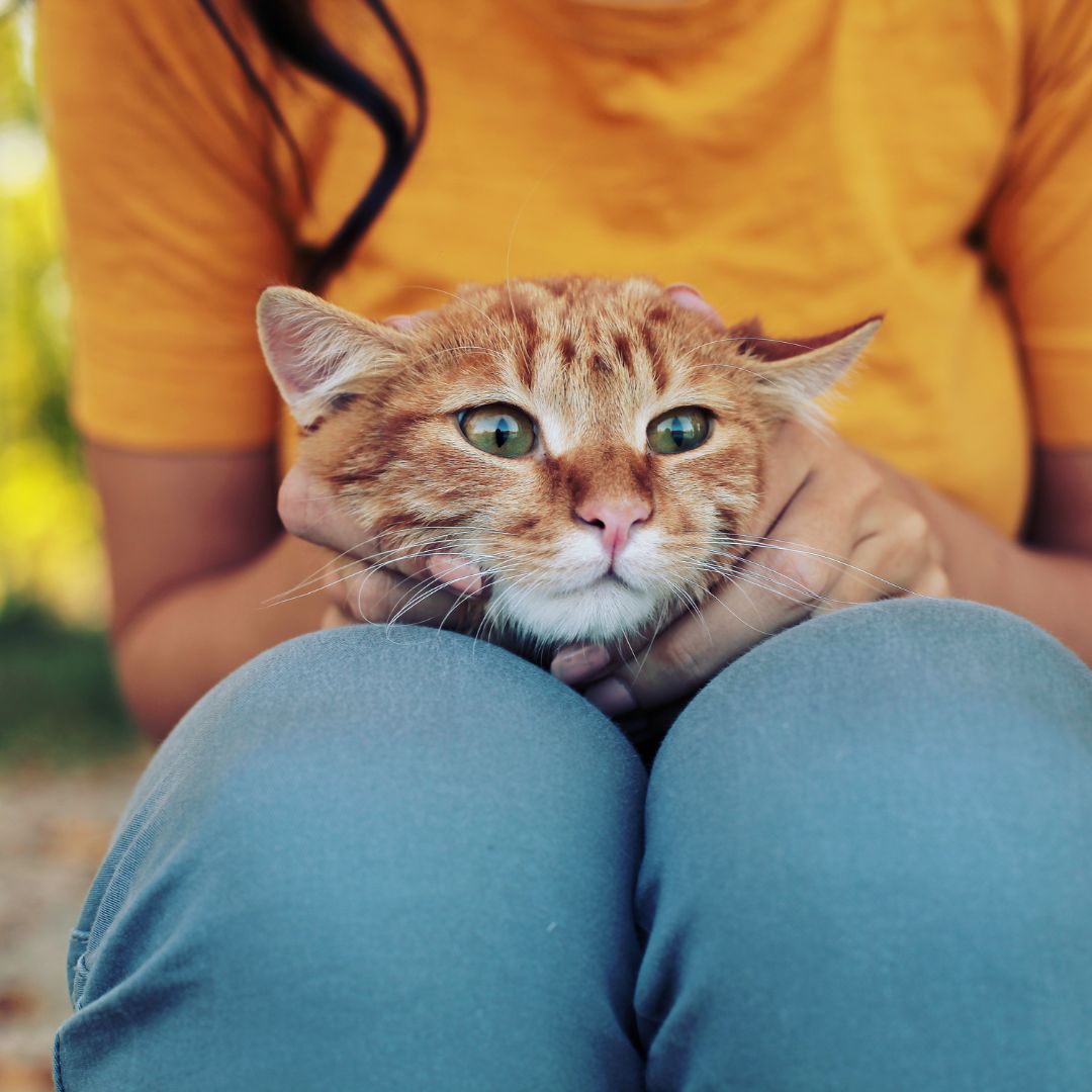 A ginger cat with green eyes being gently held by a person wearing a yellow shirt. The cat’s face is framed by their hands, resting on their lap, with a blurred outdoor background.