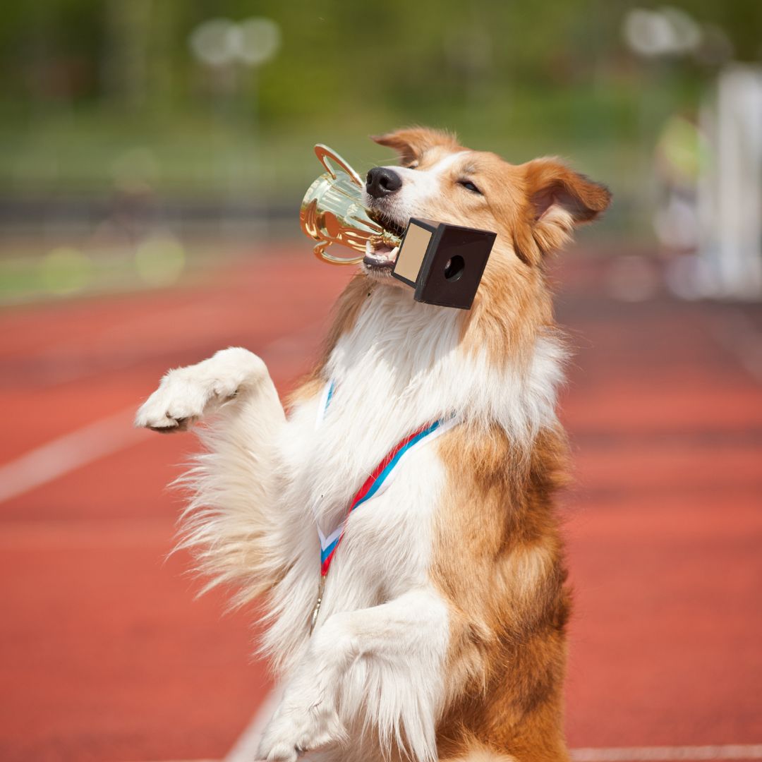 A fluffy Border Collie mix dog standing on its hind legs, proudly holding a gold trophy in its mouth while wearing a medal around its neck. The background features an outdoor running track.