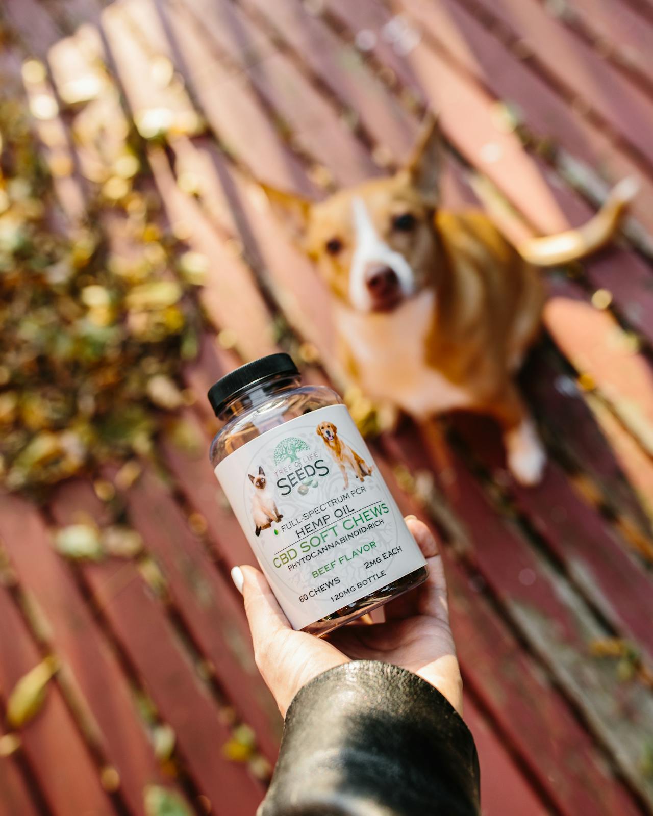 A person holding a bottle of CBD soft chews for dogs, with a blurred tan and white dog sitting on a wooden deck covered in autumn leaves in the background.