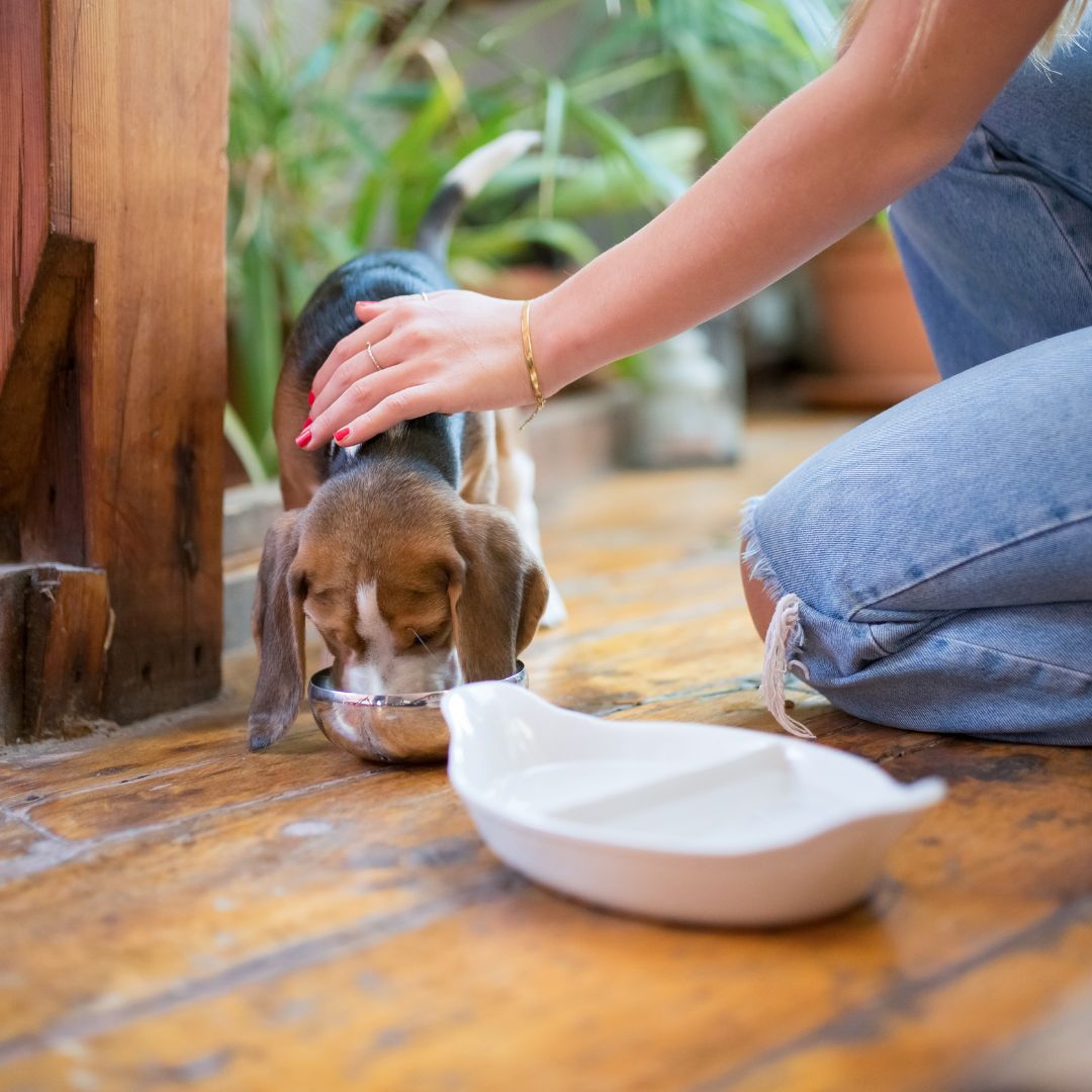 Hand stroking puppy while it eats from metal bowl on wooden floor