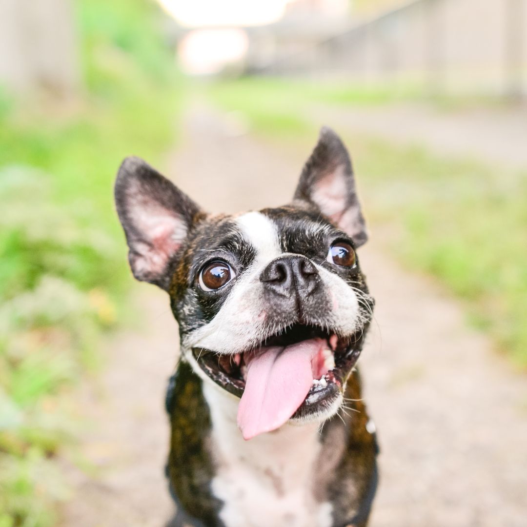Excited Boston terrier dog with tongue out walking outside