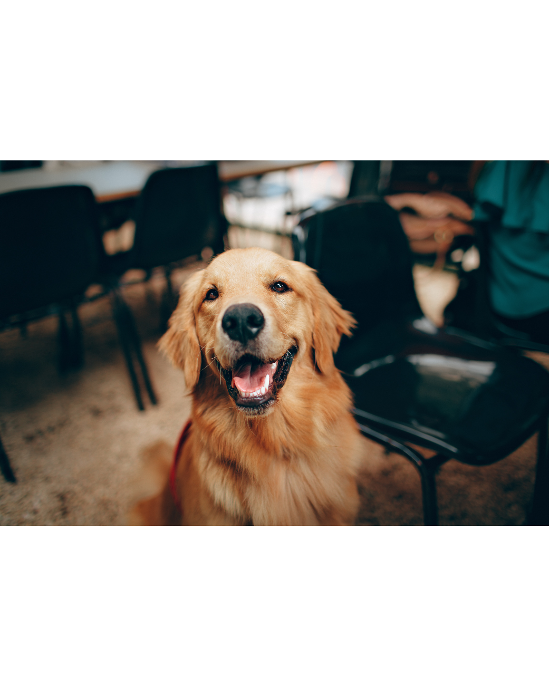 A happy golden retriever with a shiny coat sits indoors, smiling with its mouth open. The background features black chairs and a blurred setting, suggesting a social or public environment.