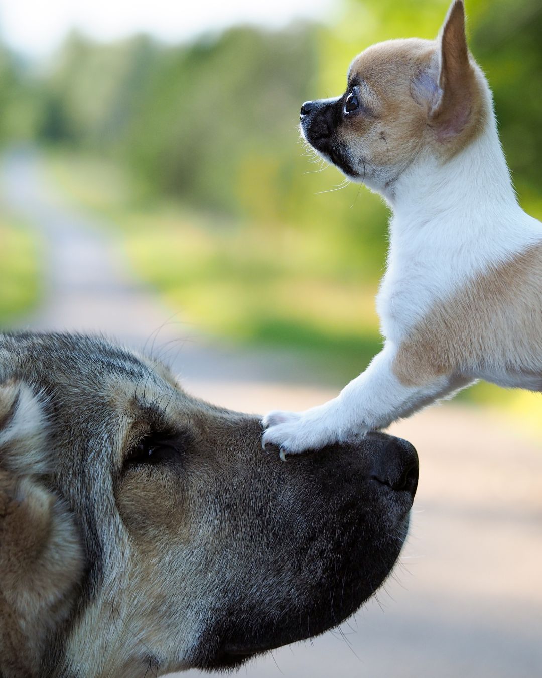 A small Chihuahua puppy stands on its hind legs, placing its front paws on the nose of a large, calm dog. The two dogs stare at each other against a blurred outdoor background of greenery and a pathway.