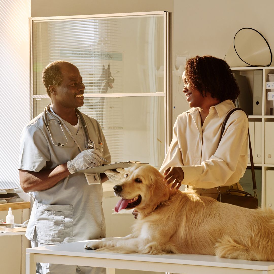 Vet and woman smiling while golden retriever sits on exam table