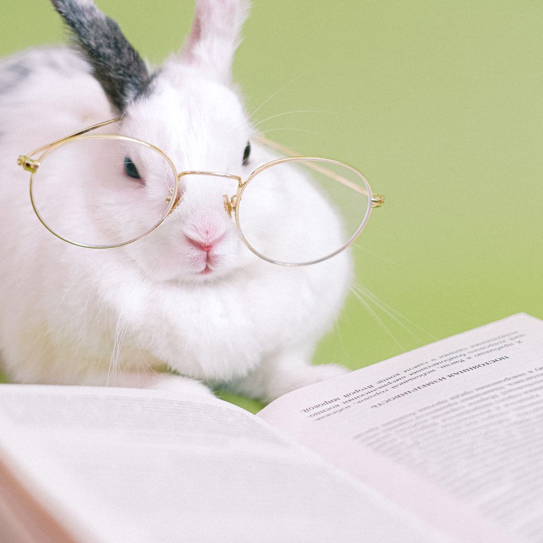 White rabbit in glasses reading an open book
