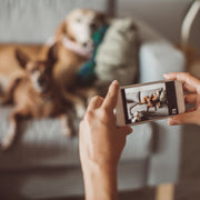 A close up of a person holding a smartphone, capturing a photo of two dogs resting on a sofa. The phone screen displays a sharp image of the dogs, while the background is blurred, creating a depth effect.