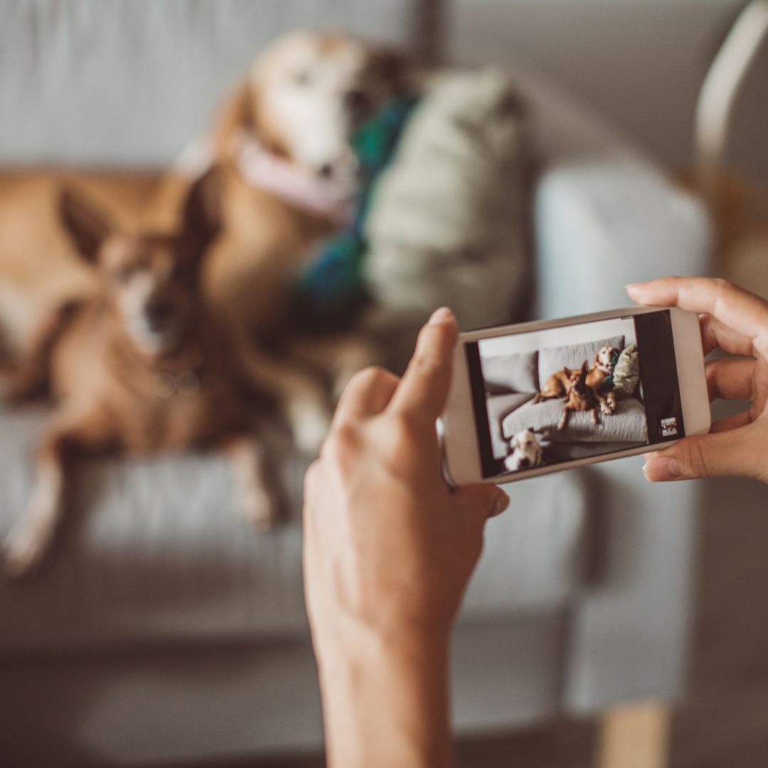 A close up of a person holding a smartphone, capturing a photo of two dogs resting on a sofa. The phone screen displays a sharp image of the dogs, while the background is blurred, creating a depth effect.